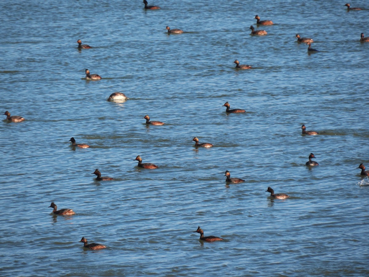 Eared Grebe - Larry Urbanski