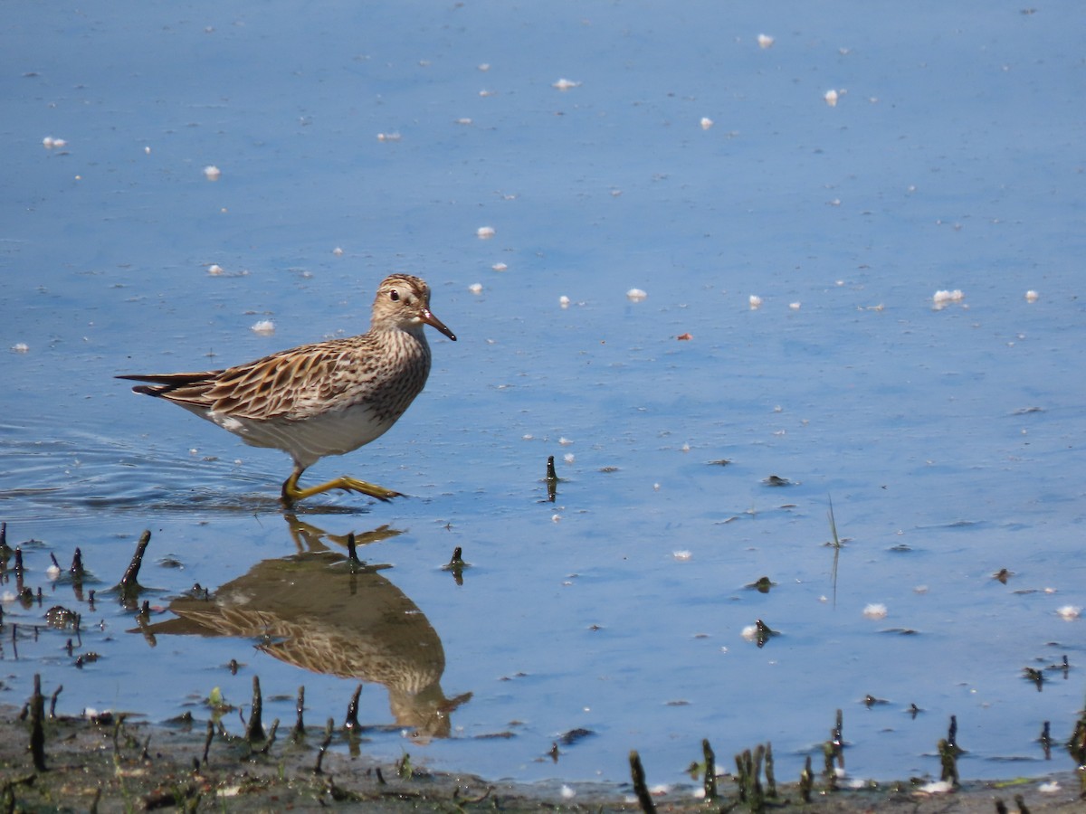 Graubrust-Strandläufer - ML619308722