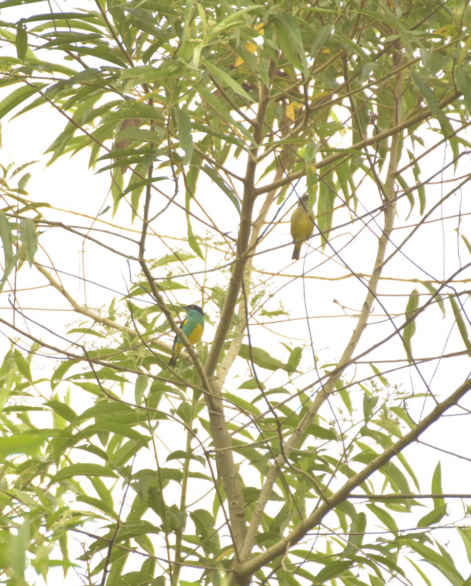 Black-faced Dacnis - Sebastián Vizcarra