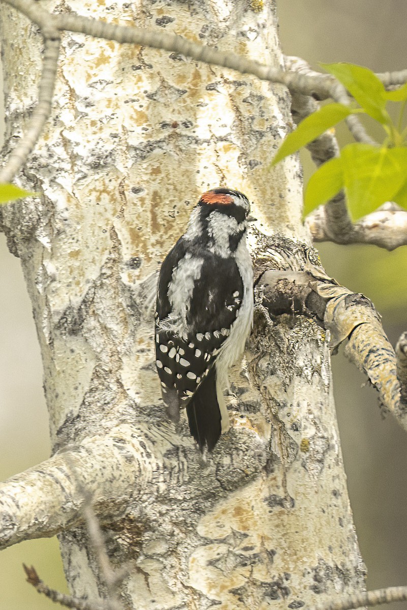 Downy Woodpecker - ML619308724