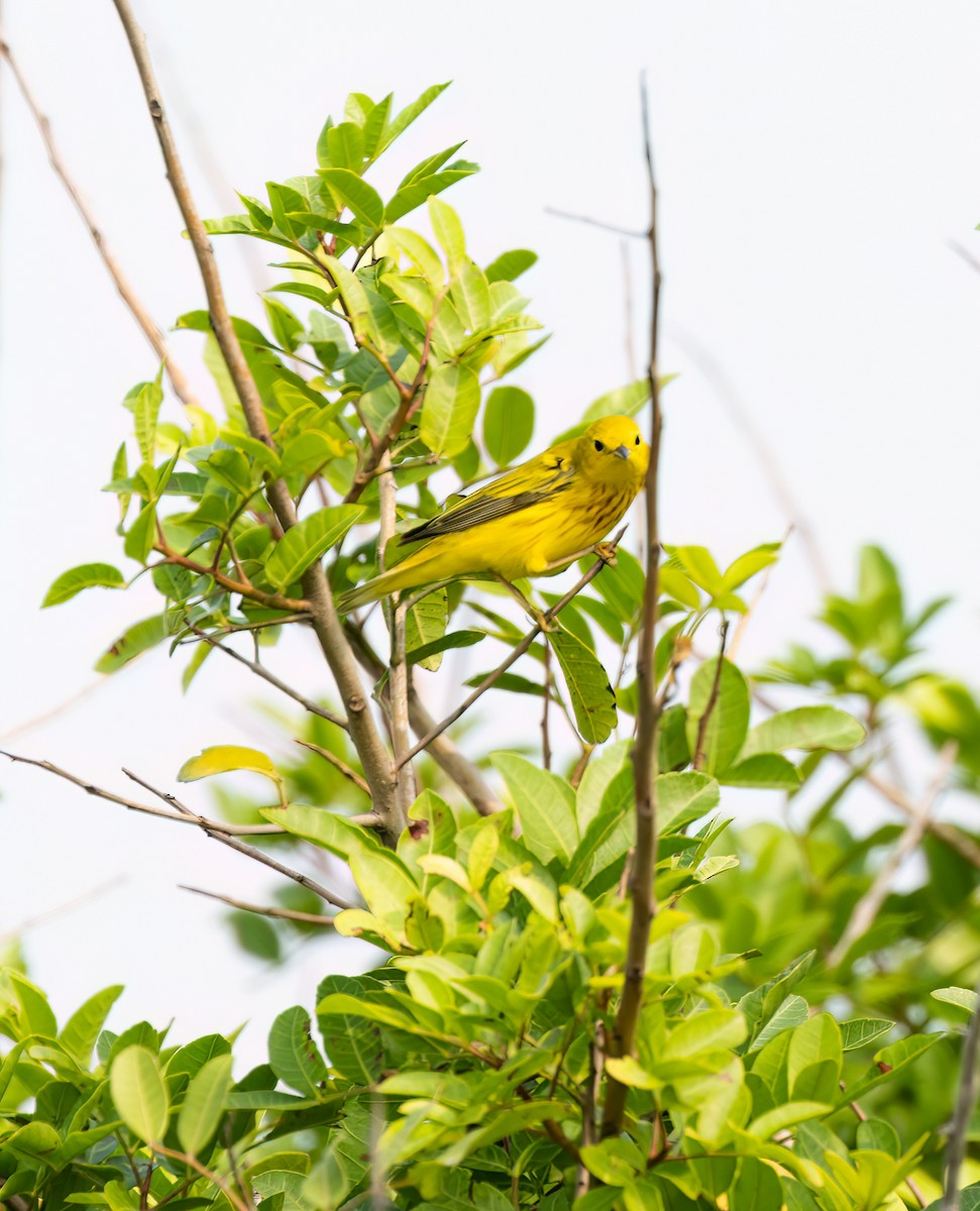 Yellow Warbler - Robert McMorran