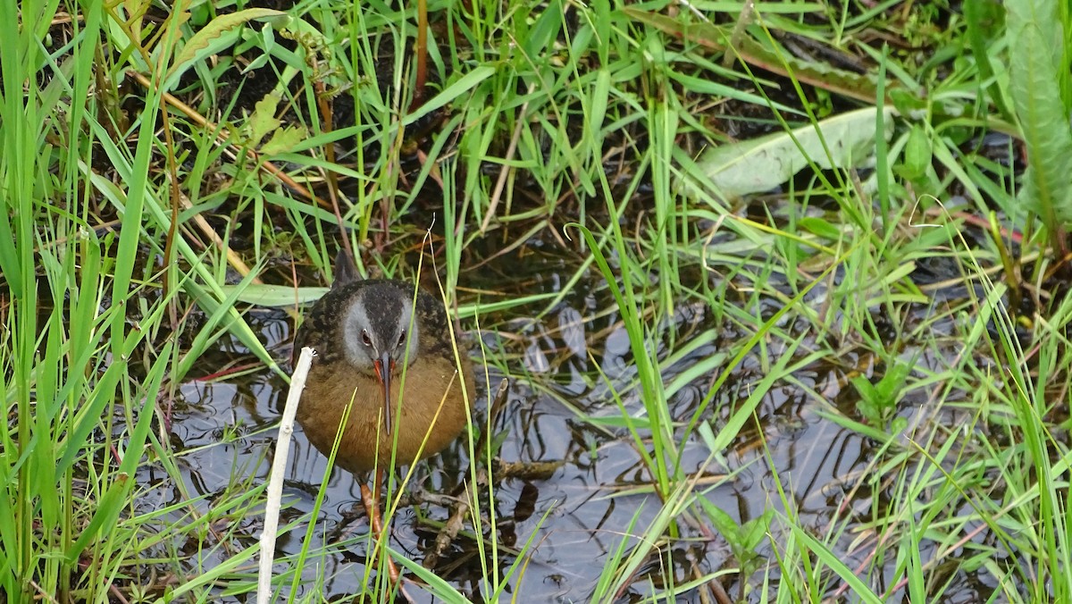 Virginia Rail - ML619308740