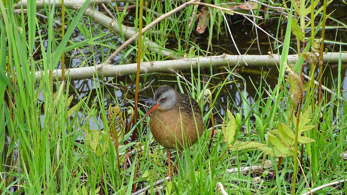 Virginia Rail - Amy Simmons