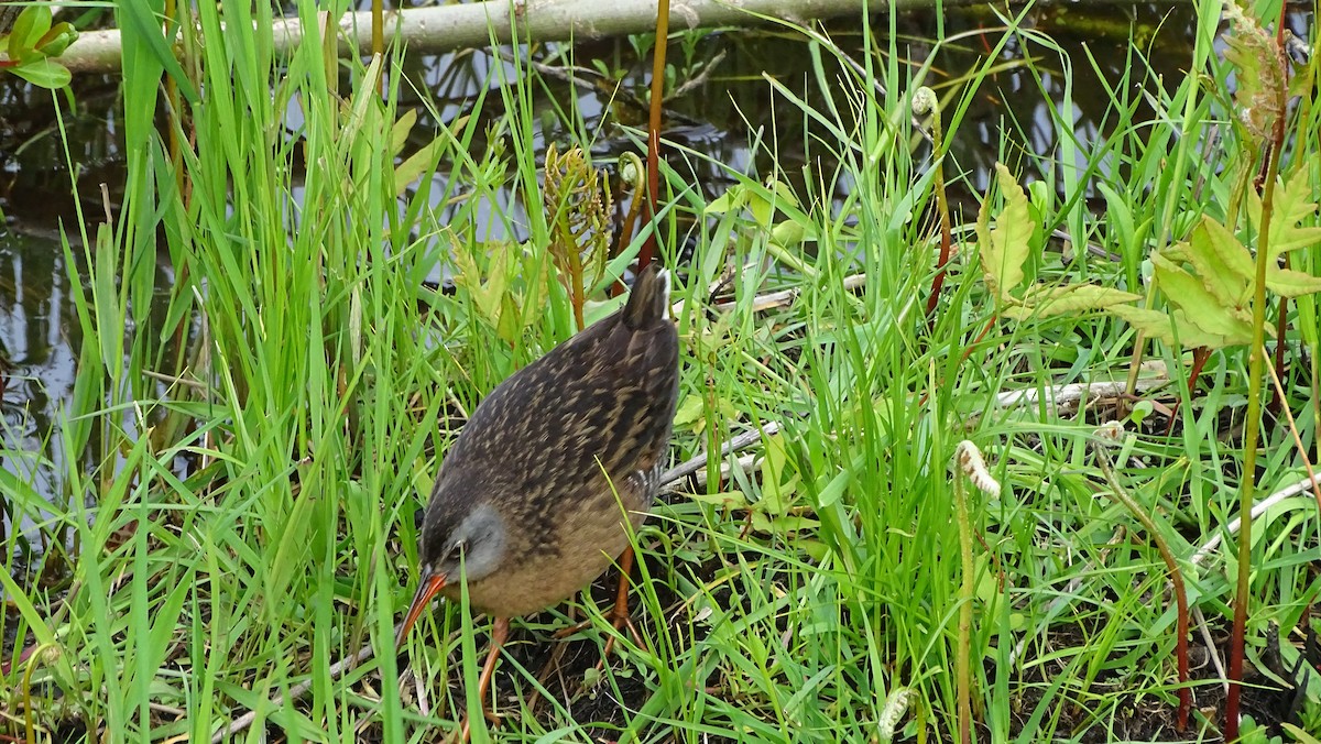 Virginia Rail - Amy Simmons