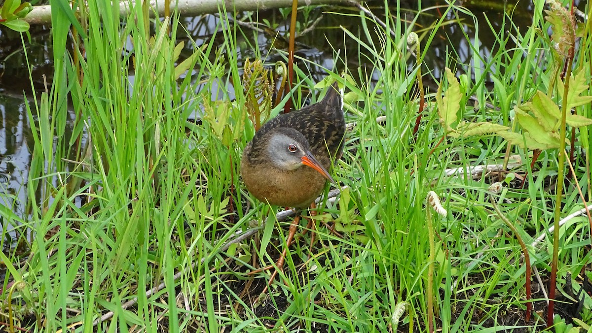 Virginia Rail - ML619308744