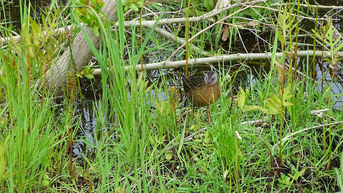 Virginia Rail - Amy Simmons