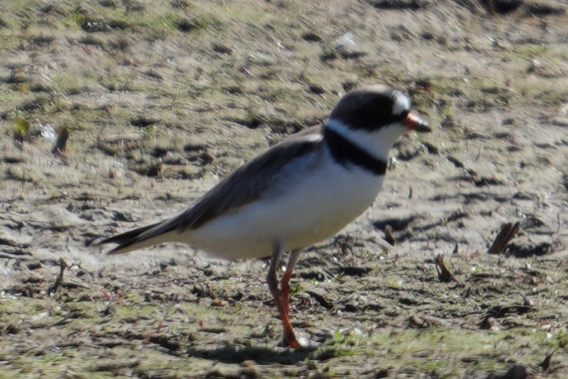 Semipalmated Plover - ML619308763