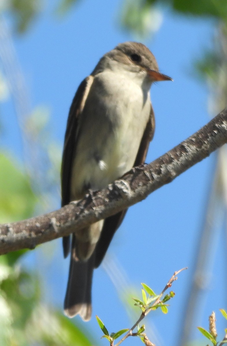 Western Wood-Pewee - Mark Romero