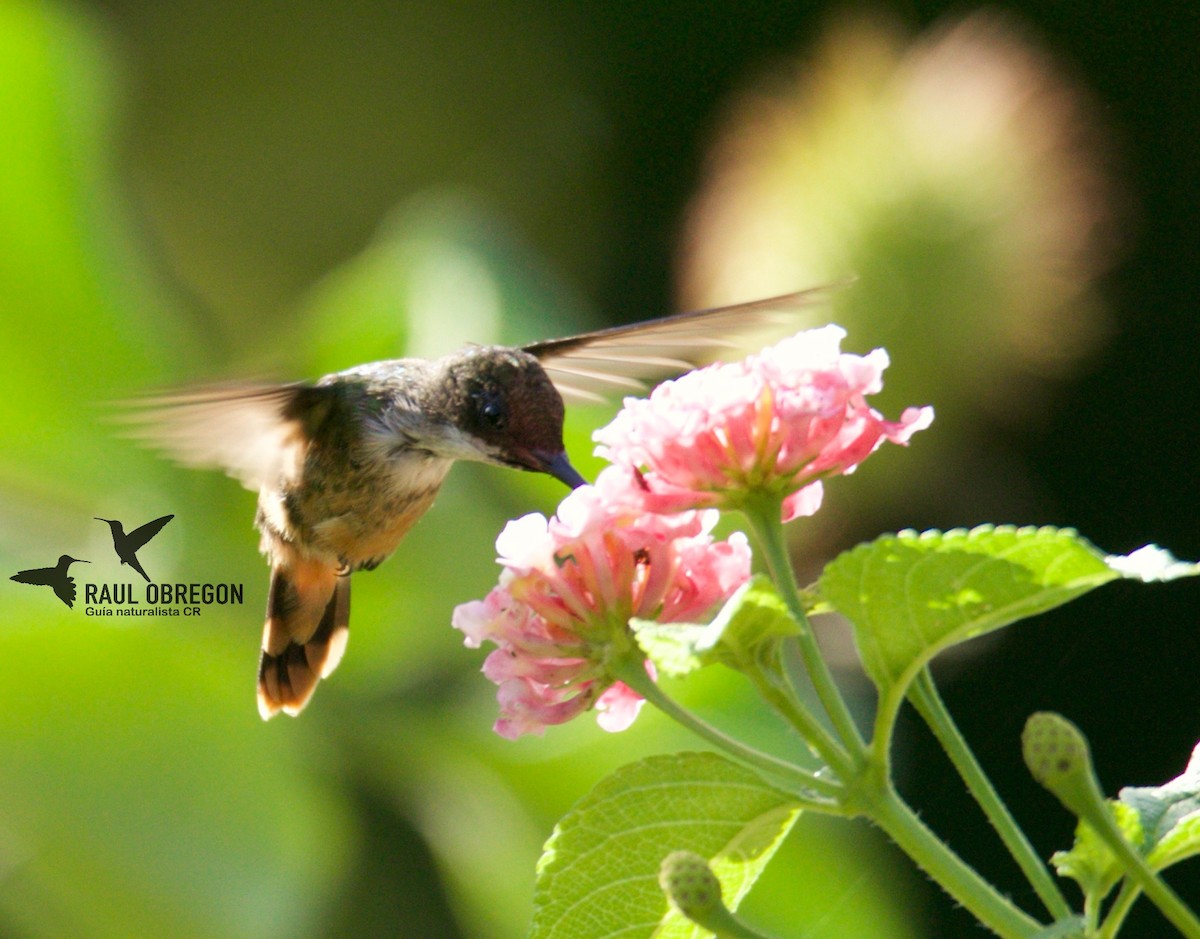 White-crested Coquette - Raúl Obregón