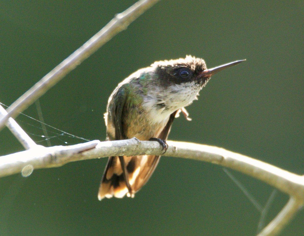 White-crested Coquette - Raúl Obregón