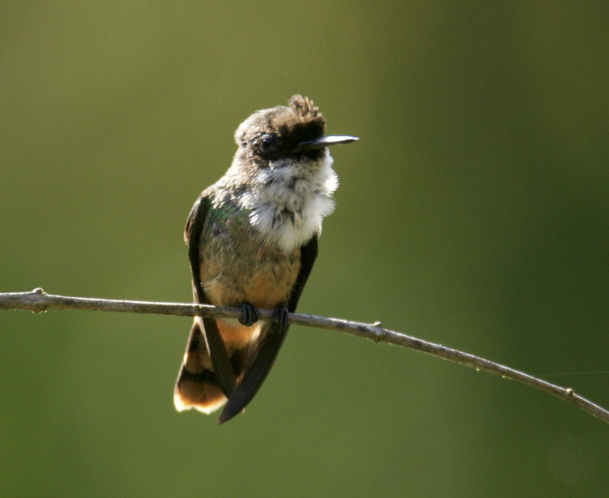 White-crested Coquette - Raúl Obregón