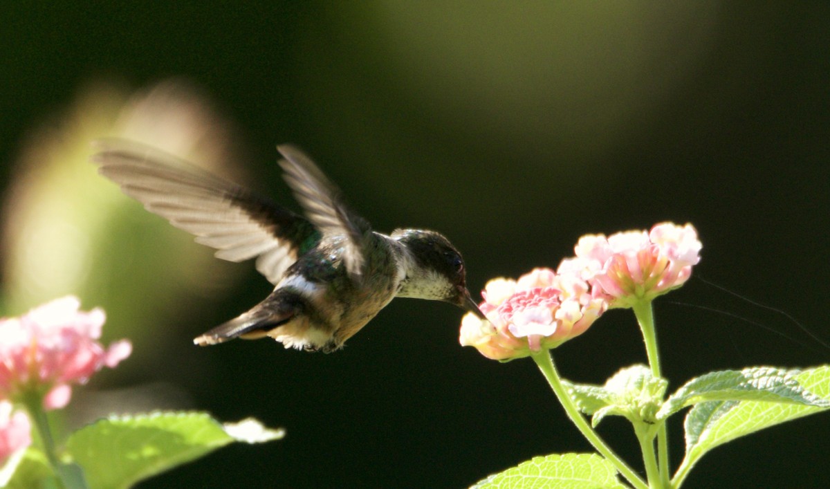 White-crested Coquette - Raúl Obregón