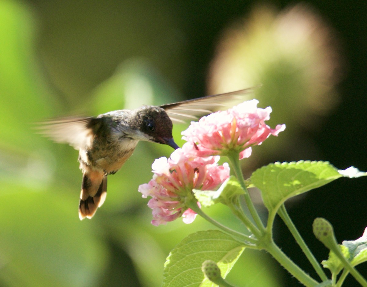 White-crested Coquette - Raúl Obregón