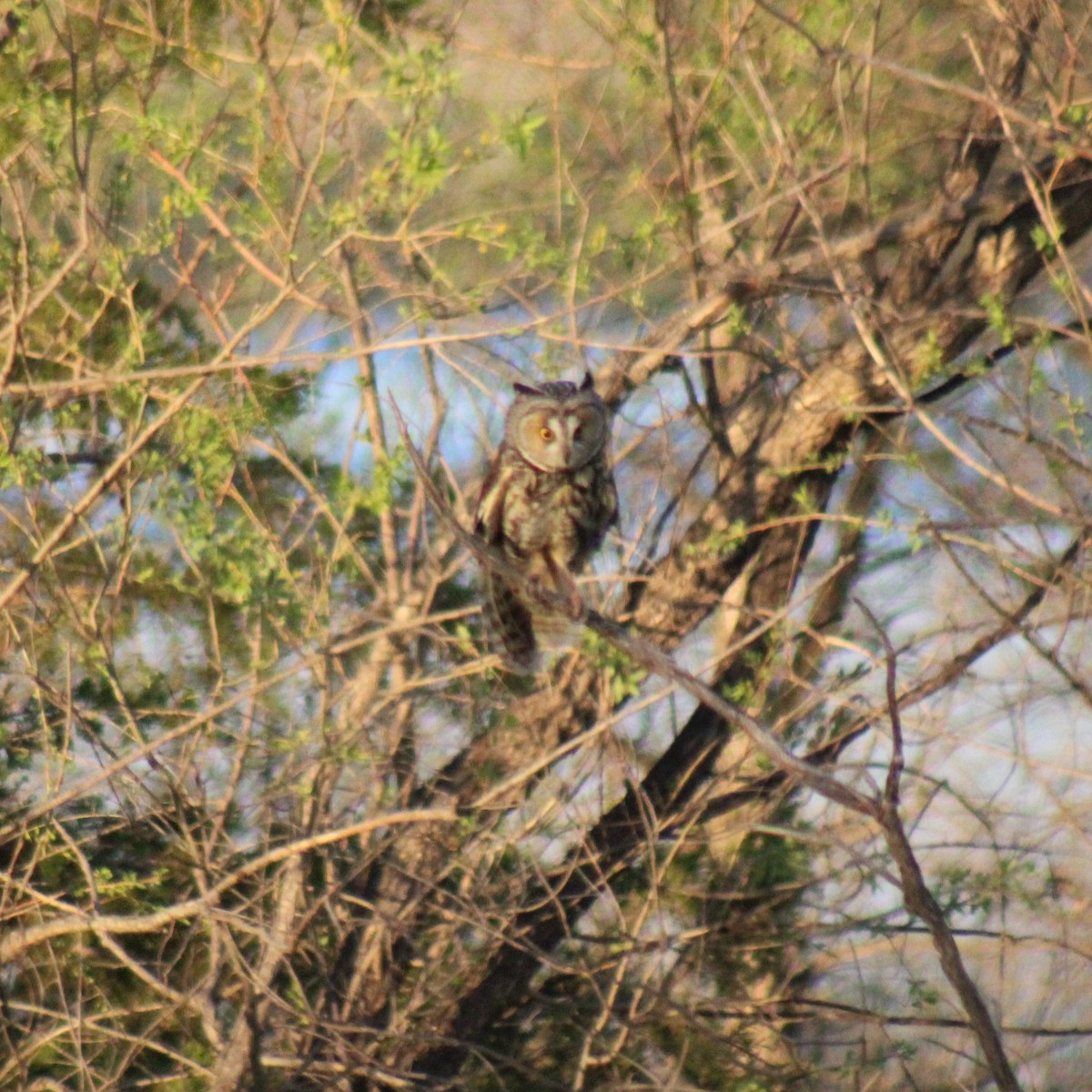 Long-eared Owl - ML619308783
