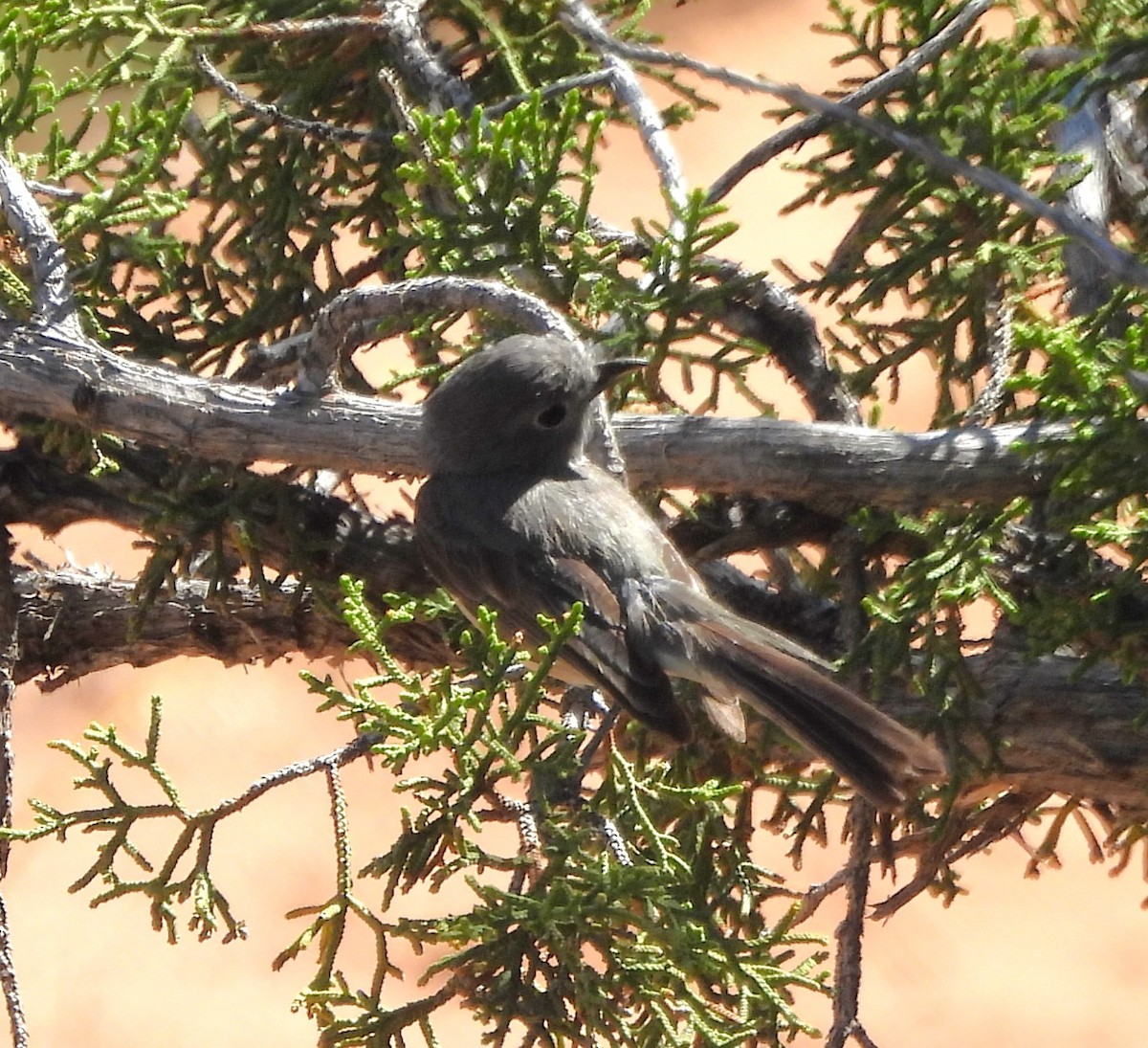 Gray Vireo - Mark Romero