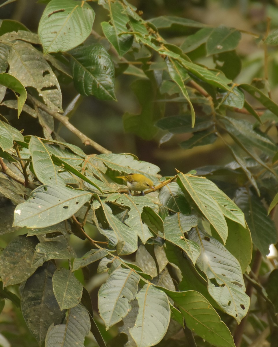 Guira Tanager - ML619308795