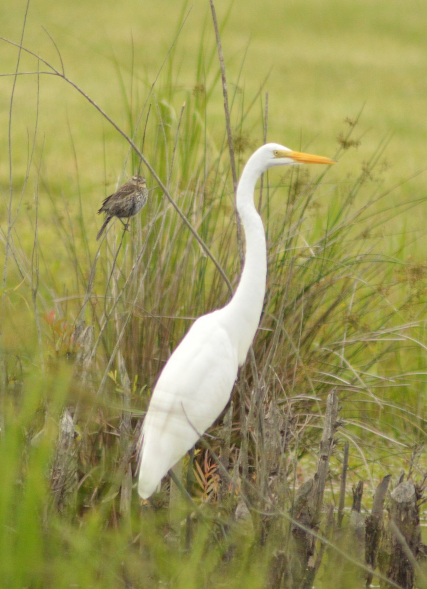 Great Egret - Ryan Pudwell