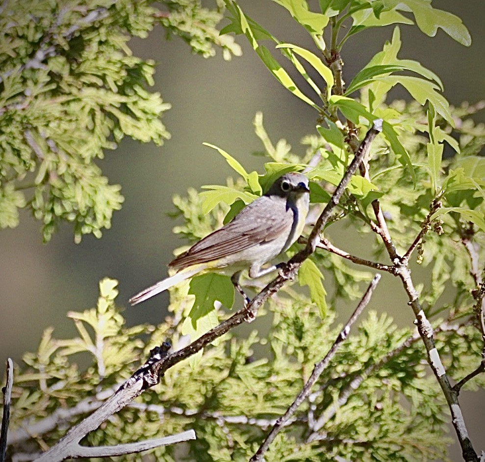 Virginia's Warbler - Kyle Bixler