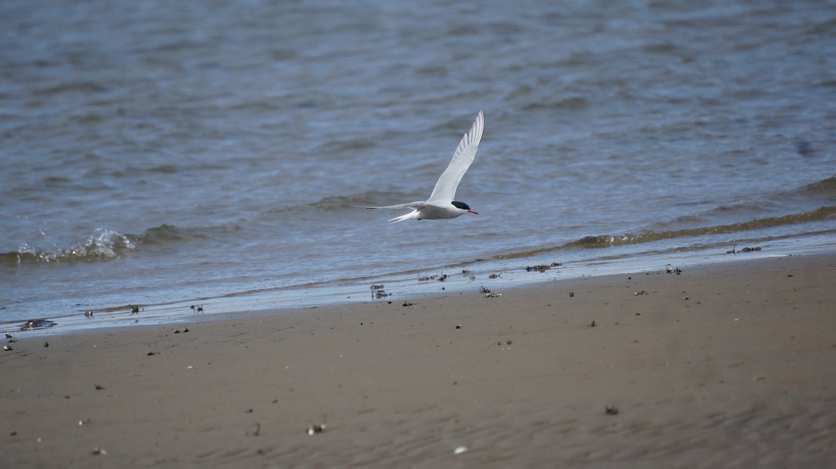 Common Tern - Sean Medina