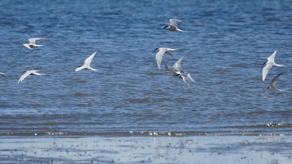 Common Tern - Sean Medina