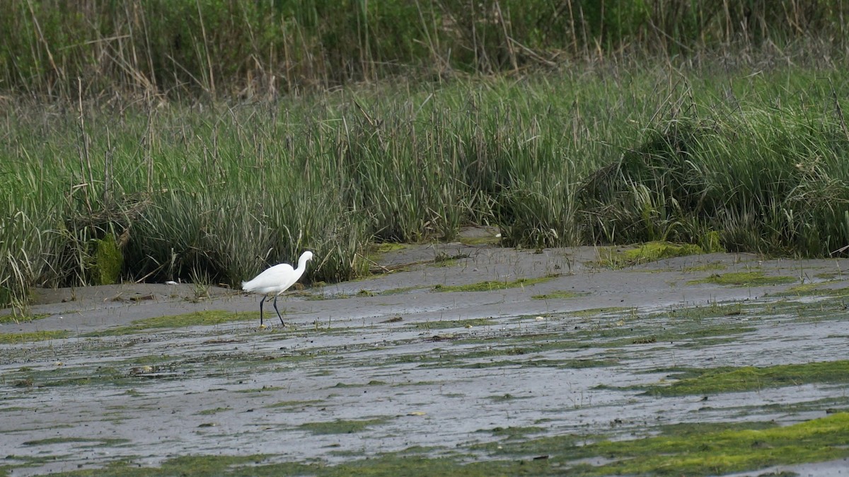 Snowy Egret - ML619308836