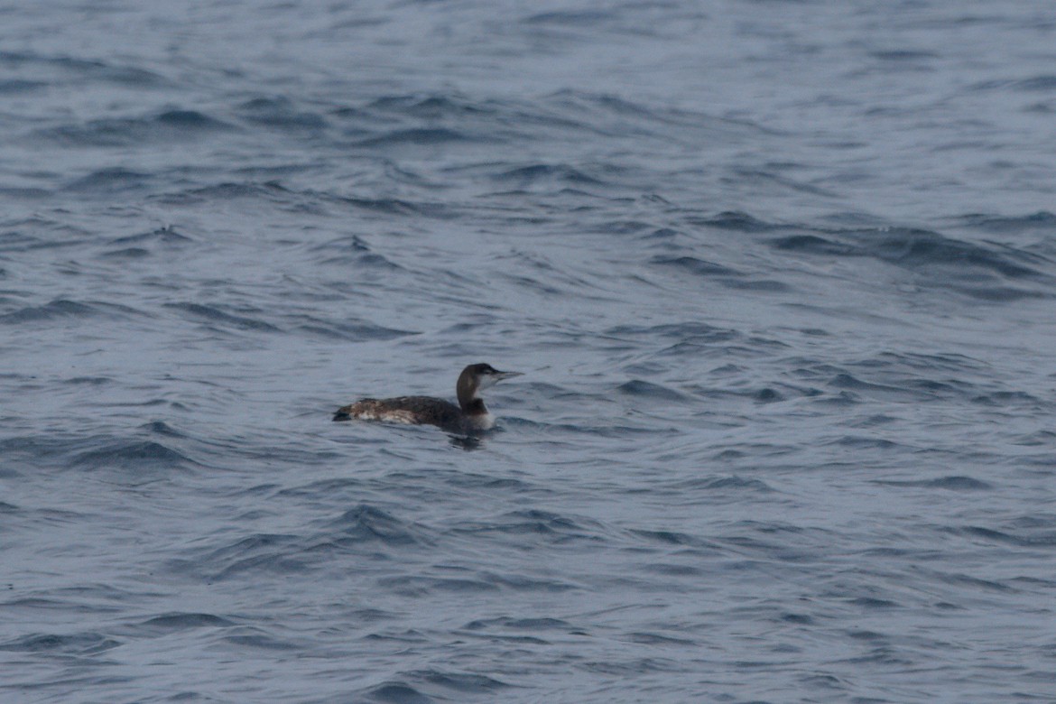 Common Loon - ML619308839