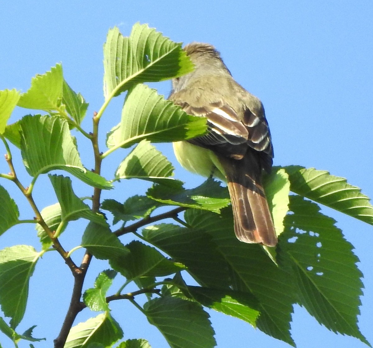 Great Crested Flycatcher - Pamela Goolsby