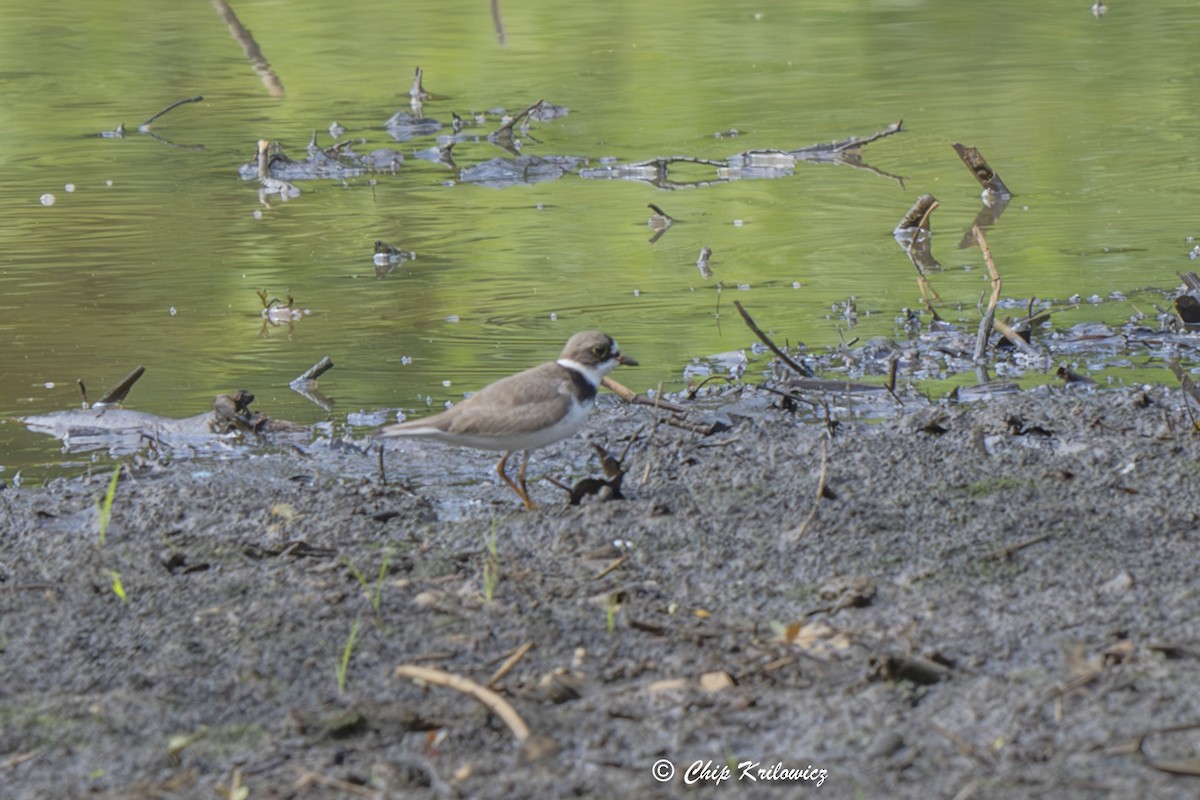 Semipalmated Plover - Chip Krilowicz