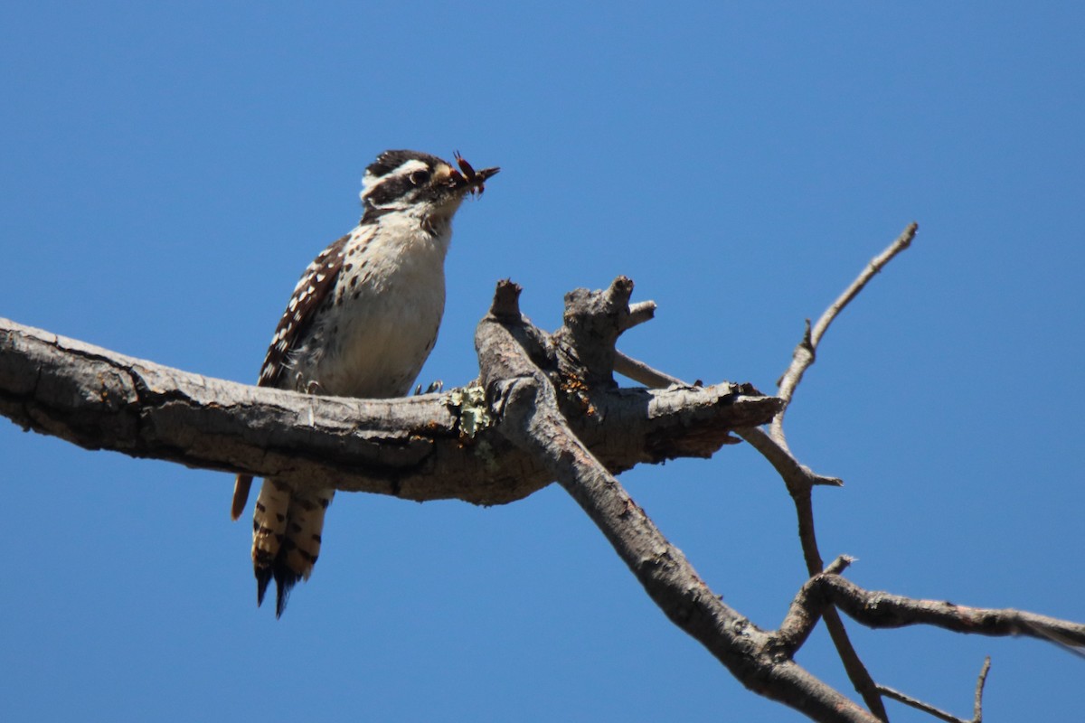 Nuttall's Woodpecker - ML619308847