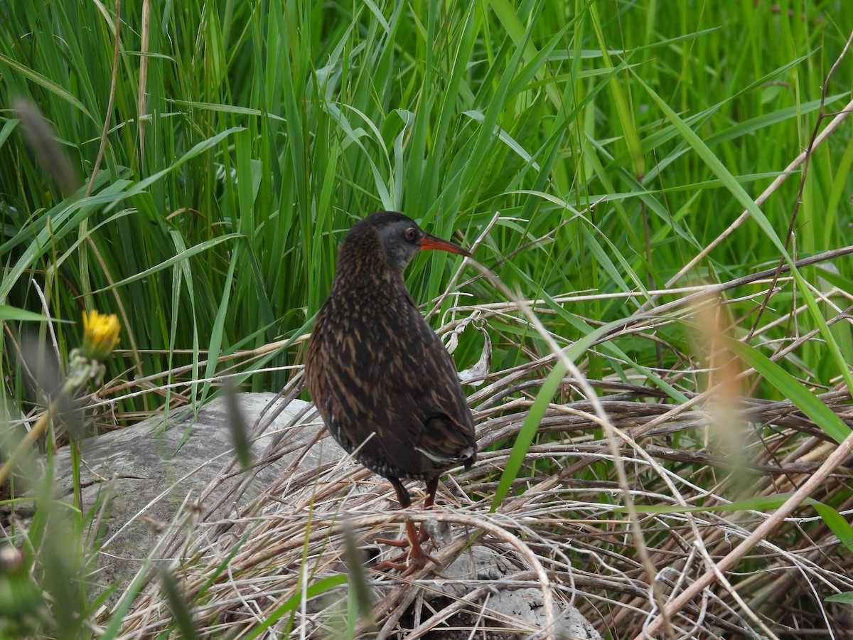 Virginia Rail - Carly Wainwright