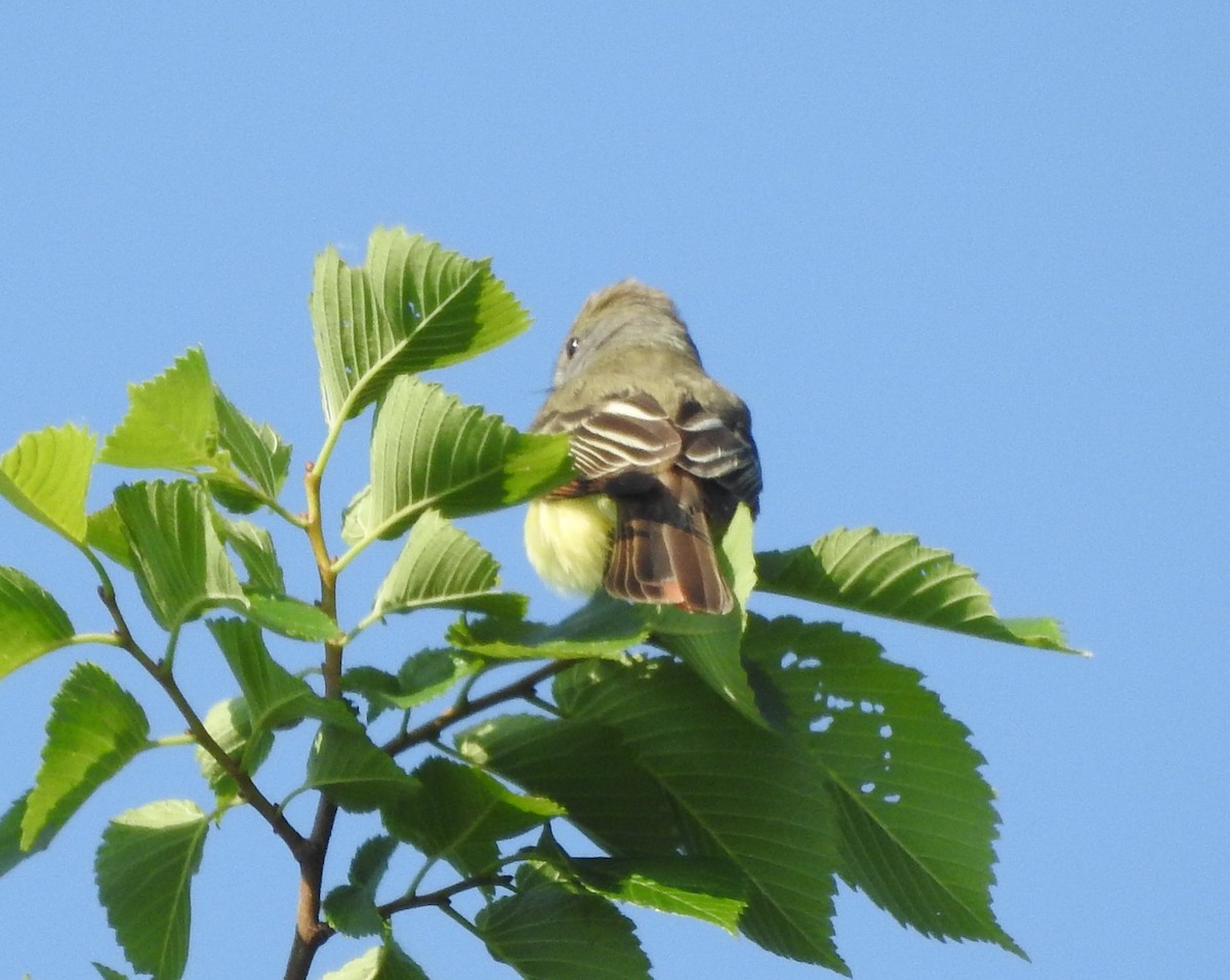 Great Crested Flycatcher - Pamela Goolsby