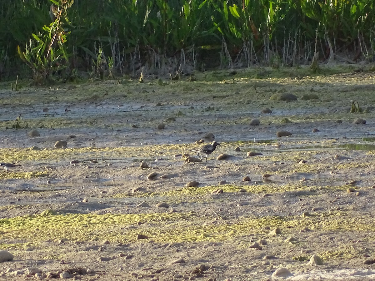 Black-bellied Plover - ML619308874