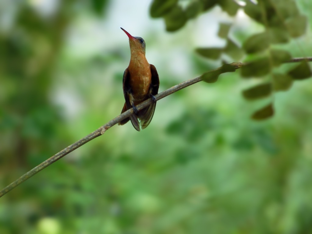 kolibřík ryšavý - ML619308875