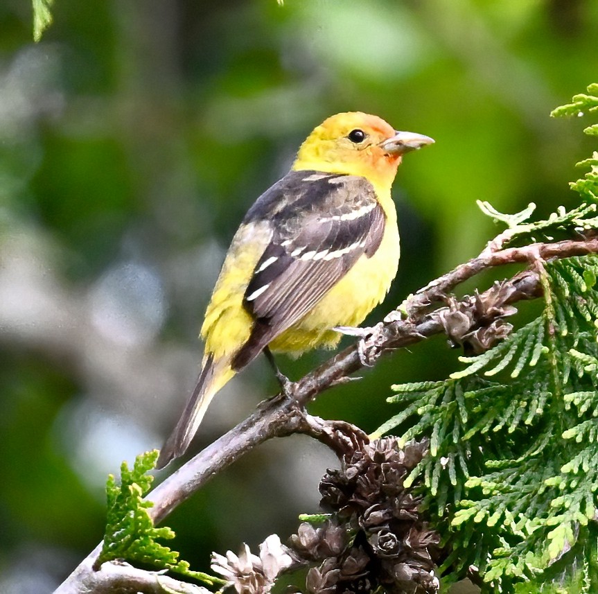 Western Tanager - Brian Avent