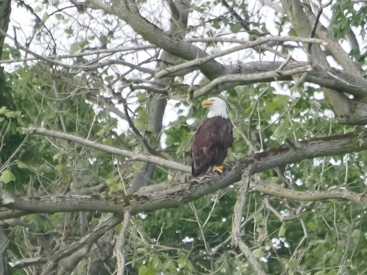 Bald Eagle - ML619308903