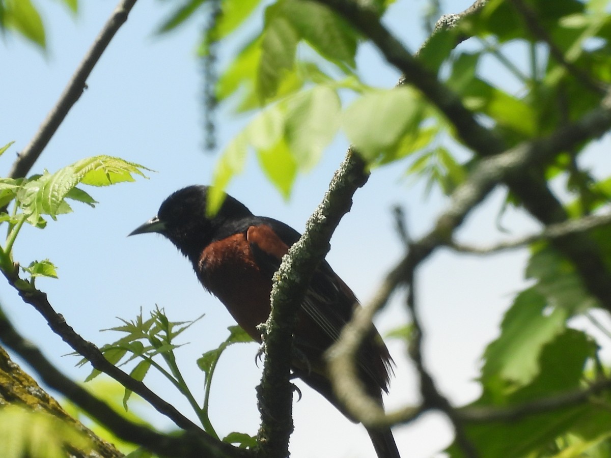 Orchard Oriole - Sarah Taylor