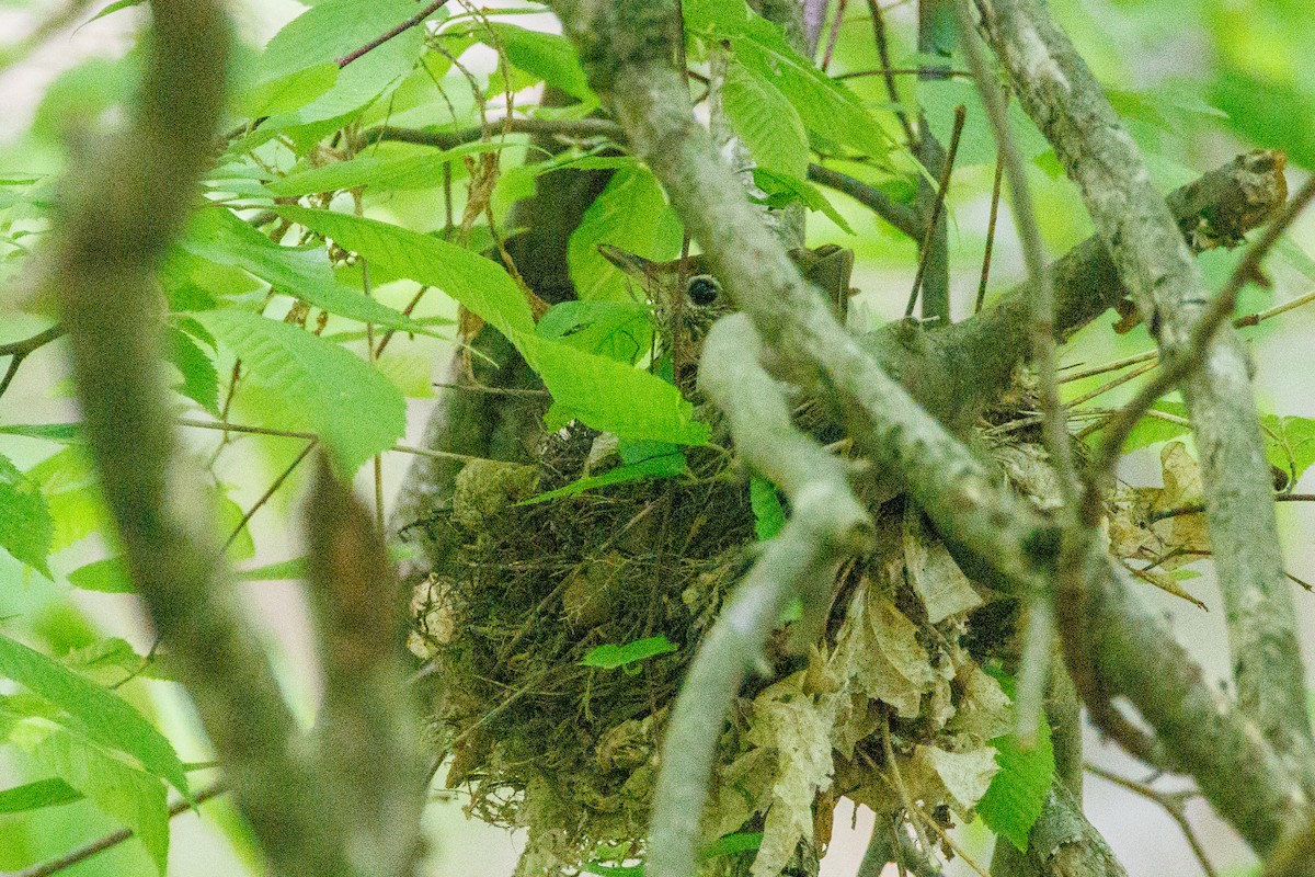 Wood Thrush - ML619308907