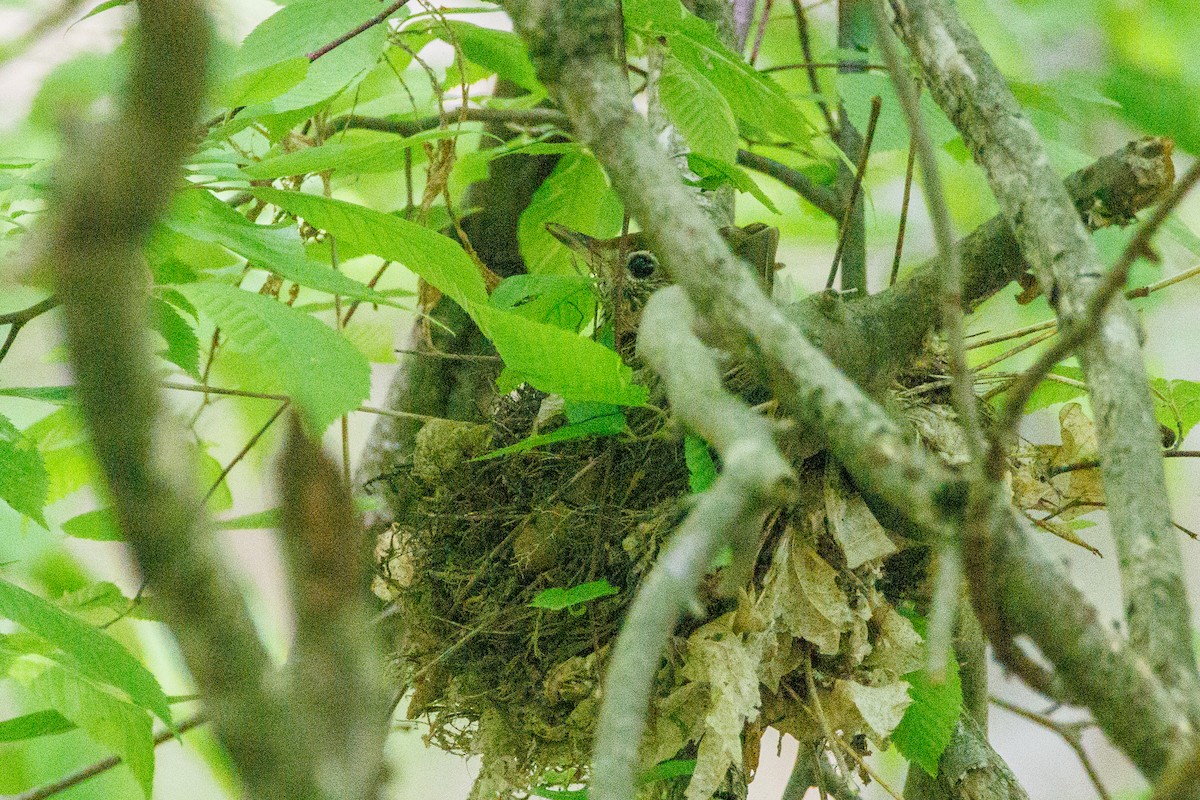 Wood Thrush - Walter D