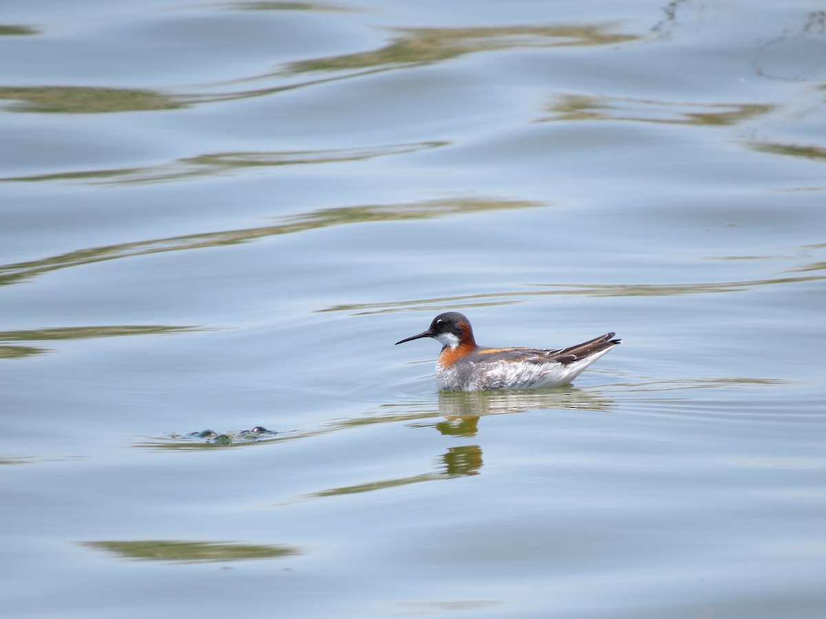 Red-necked Phalarope - Lorene Myers