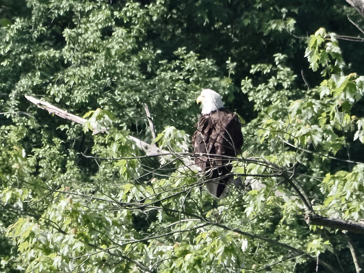 Bald Eagle - ML619308912