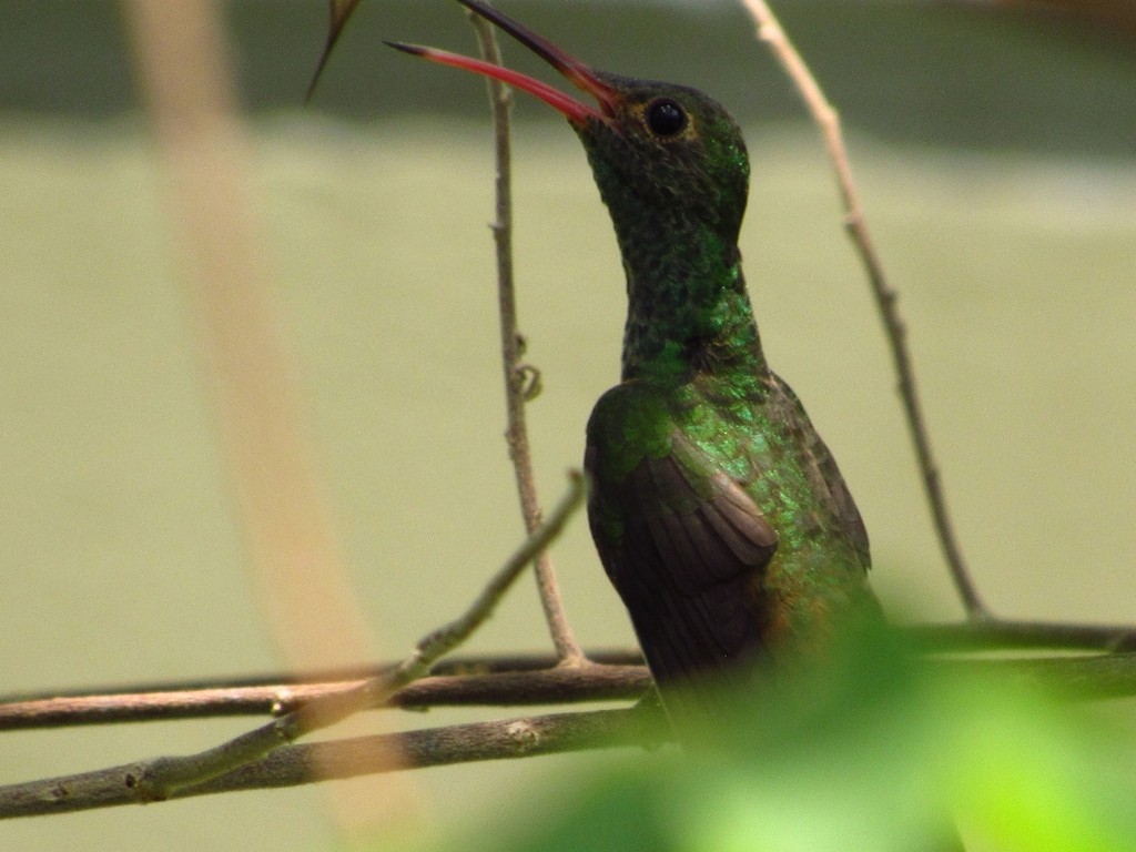 Buff-bellied Hummingbird - Ana Lara