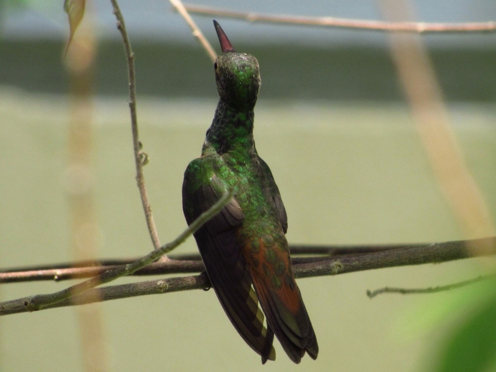 Buff-bellied Hummingbird - Ana Lara