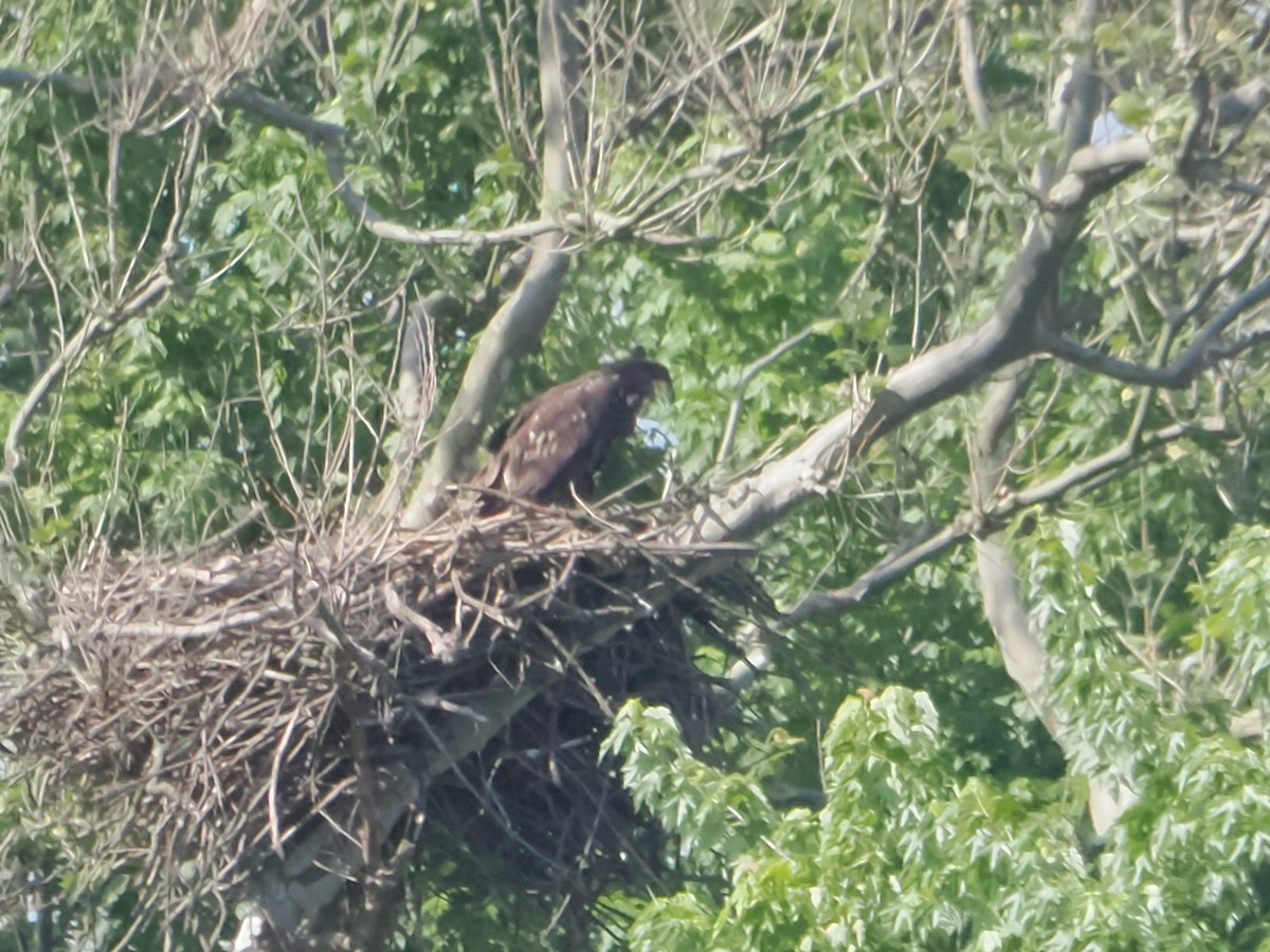 Bald Eagle - ML619308917