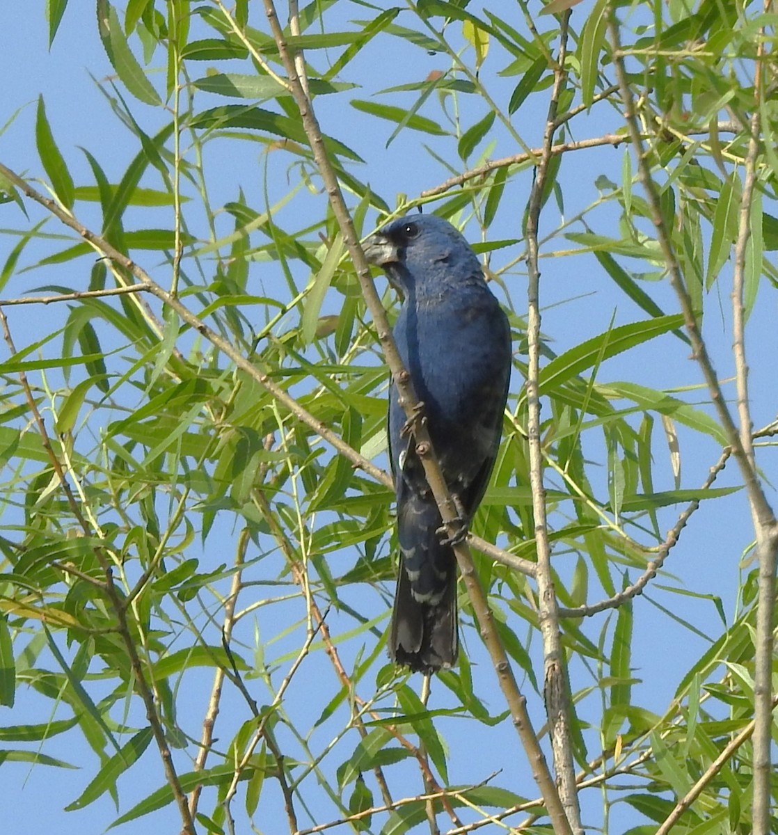 Indigo Bunting - Pamela Goolsby