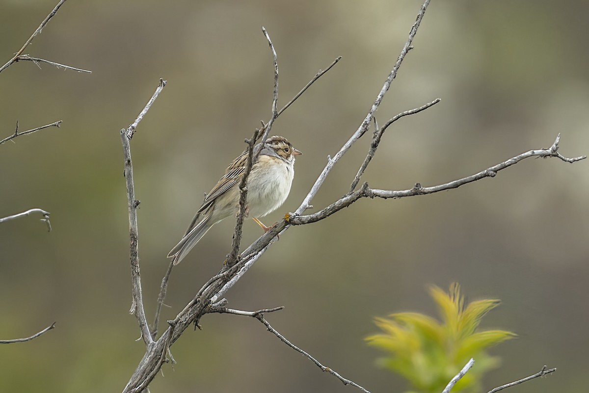 Clay-colored Sparrow - andy Denton