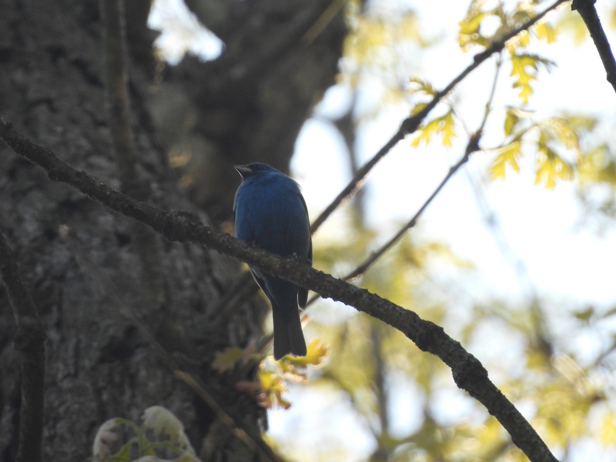 Indigo Bunting - ML619308928