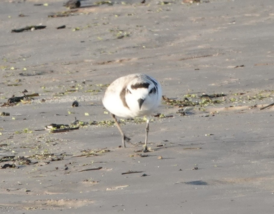 Snowy Plover - Howard Laidlaw