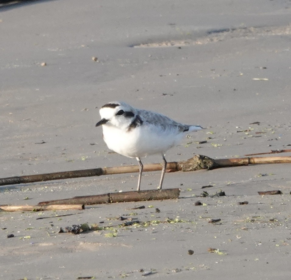 Snowy Plover - Howard Laidlaw