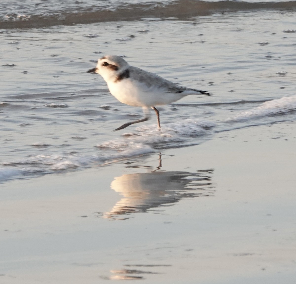 Snowy Plover - Howard Laidlaw