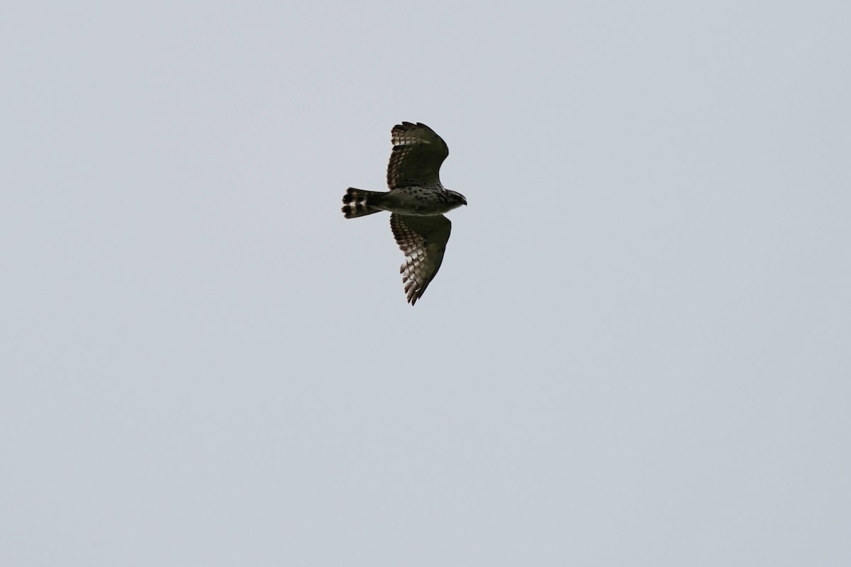 Broad-winged Hawk - ML619308940